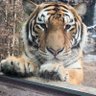 Фото профиля tiger_fan87