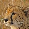 Profilbild von Cheetahs