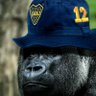 Muhammad 🇸🇪 profil fotoğrafı