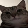 Profilbild von rooya