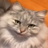 Profilbild von Xivars