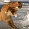 DropItLikesItsFrogz profil fotoğrafı