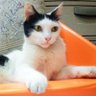 kangsurya85 profil fotoğrafı