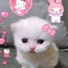 Profilbild von 😾𝓟𝓲𝓷𝓮𝓦𝓸𝓸𝓭🌲❄️
