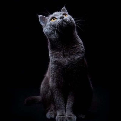pho_9937's profile picture