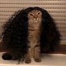 Tash profil fotoğrafı