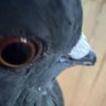 Фото профиля 🐦.•THE PIGEON•.👀