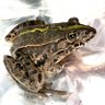 Фото профиля ひじき(トノサマガエル)