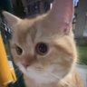 猫猫总's profile picture