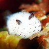 sea bunny profil fotoğrafı