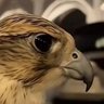 Фото профиля علي المطيري 🇸🇦