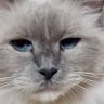 🐾スミやん🐾's profile picture