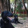 ALTO AL MALTRATO ANIMAL 的头像