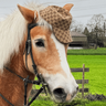 kriechflügel's profile picture