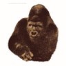 Charlie the Monkey profil fotoğrafı