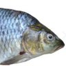 Фото профиля .fishizy