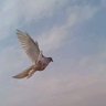 あおい🕊32's profile picture