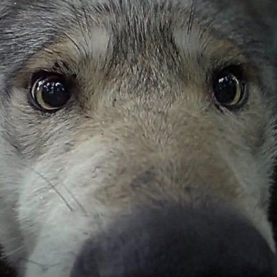 dubiousdemon's profile picture
