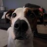LINK's profile picture