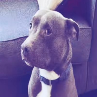 Urbaś's profile picture