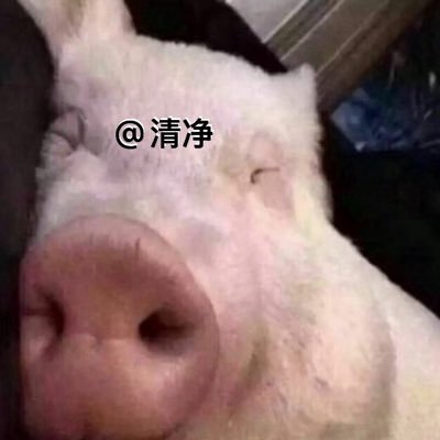小清净's profile picture