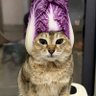 Profilbild von Cabbage Cat
