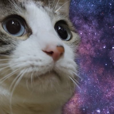🐾Y0Iꓘ0's profile picture