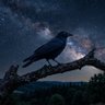 lustrouscrow.05 profil fotoğrafı