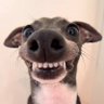 Profilbild von Shaun