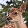 Фото профиля 奈良鹿日和🦌