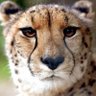 ジャガー🐾 profil fotoğrafı