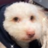 Forrest 🚔🧯's profile picture