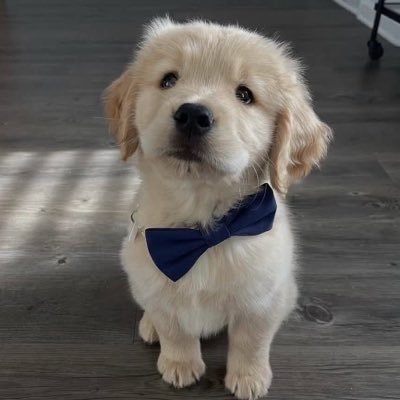 ✯'s profile picture