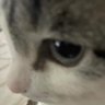 ddumbbb 的头像