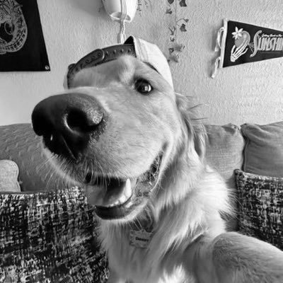 acervodoguinhos's profile picture