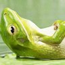 Reem Al Marzouqi's profile picture