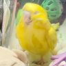 Фото профиля 肩幅5mの霧江