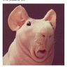 tomas's profile picture