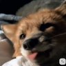 crystal 🦊's profile picture