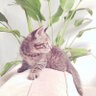 otta 的头像