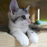 草草AIGC's profile picture