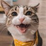 Tcois's profile picture