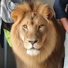 Profilbild von aslan