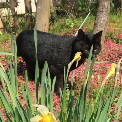 Ens.BEARS 🐻 RED VIPER's profile picture