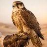 مازن الخالد profil fotoğrafı