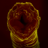wormspeak profil fotoğrafı