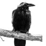 Krzysztof Noctis Laurent profil fotoğrafı