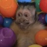 NUNES7's profile picture