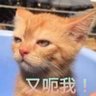 心淡的懶貓🎗🐈⬛🥀🌴 profil fotoğrafı