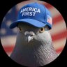 an pigeon 的头像